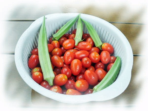 20100730_オクラとトマト.JPG