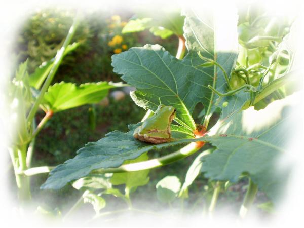 20100805_雨蛙とオクラの葉陰.JPG