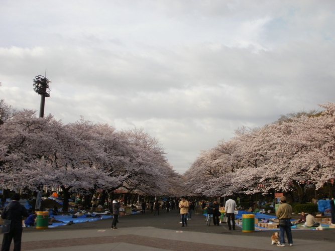 20100403_08上野公園満開サクラ.jpg