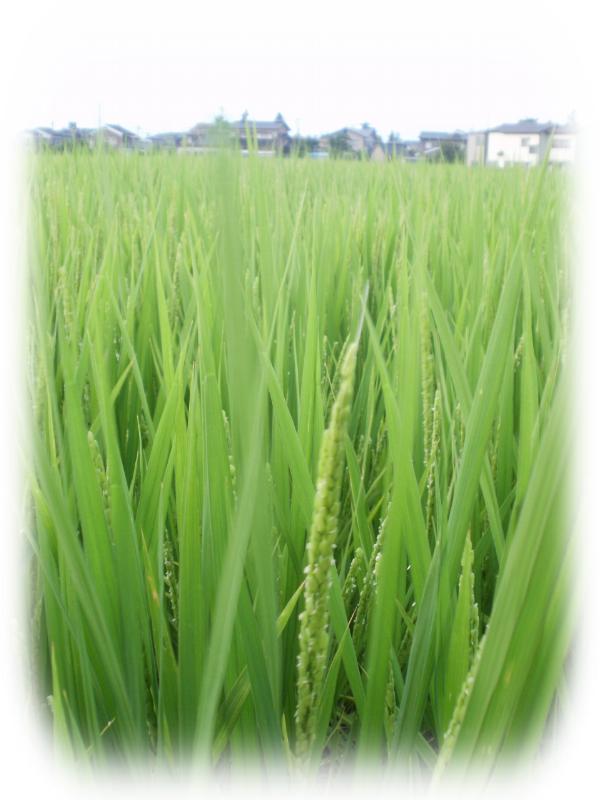 20100807_稲穂の始まり.JPG