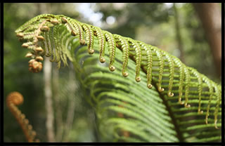 kona cloud forest 11