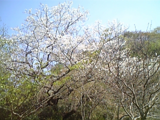 桜もまだ咲いてます。.JPG