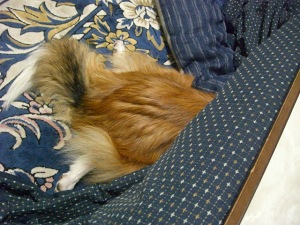 風ちゃんの特技