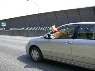 CIMG2156.jpg