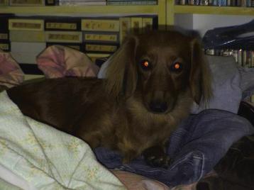 なおはふとんが好きなの