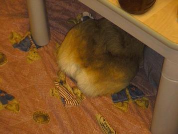 そらのおしりだよ