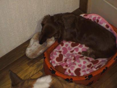 なおの獲物はあげないよ～