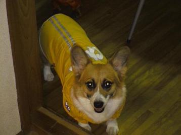 そら雨だってへいき