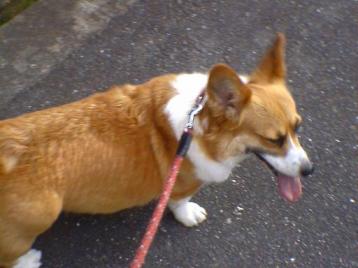 そら、バテバテ