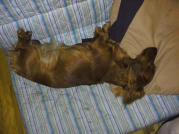 なおはまくらがすき