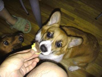 そら、おいもゲット！