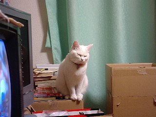 起きてください、おかみさん