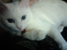 だいじょうぶかニャ