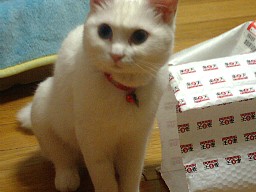 誉めちぎりつつ撮影