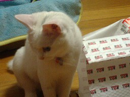 だが、あまりコチラを見ない