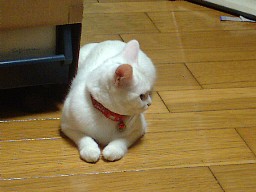 おそと、うるさいニャ