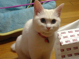 他に何か誉め言葉はないかなぁ