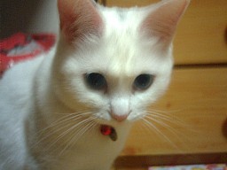 あ。またブレた・・・