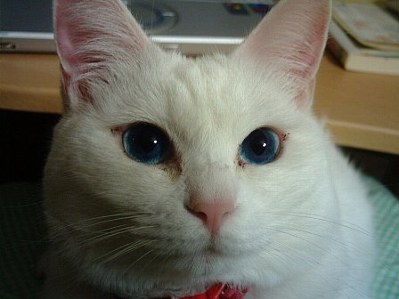 目の周りがまた・・・