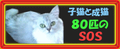 子猫成猫８０匹SOS