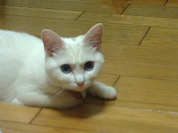 いっぽんじゃすくニャいとおもうニャ