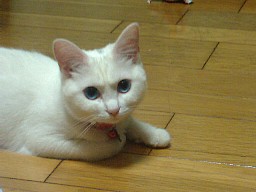 あしたのあさもたべたいニャ