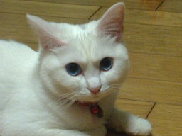 そういえば、おそかったニャ