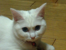 おそかったおわびに、もういっぽん