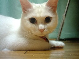 もういっぽんほしいニャ・・・