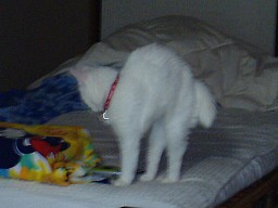 お目覚めですかな