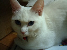 睨まないでよ・・・