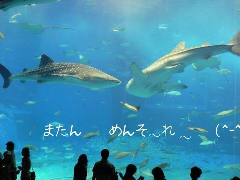 美ら海水族館-2