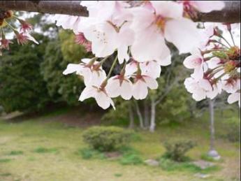桜　2006-5