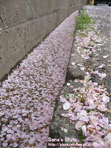 さくら咲いて、さくら散る・・・