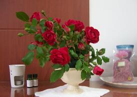 rose 1