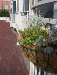 ベランダガーデン