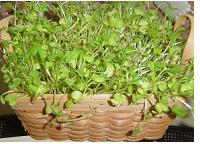 ベランダガーデン１