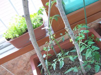 トルナムル・プチトマト