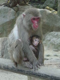 猿の親子
