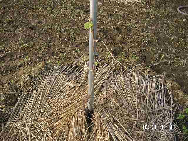 北シャイン0326の２