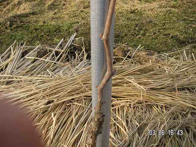 北シャイン0326の３