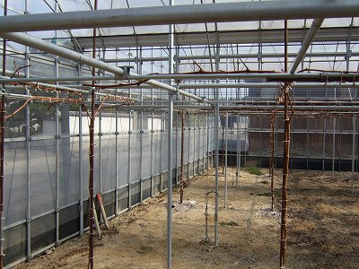 新ハウスへの苗木