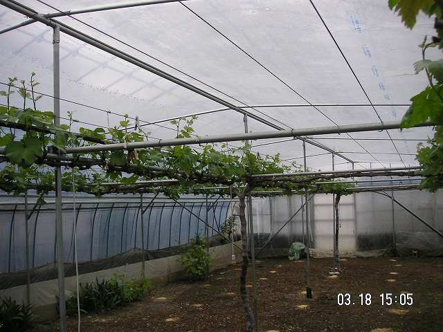 318安芸クイーン