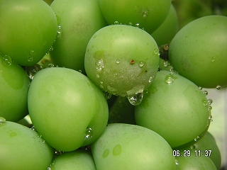 ジアウォーター２