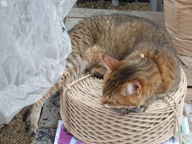 ノンビリもも２