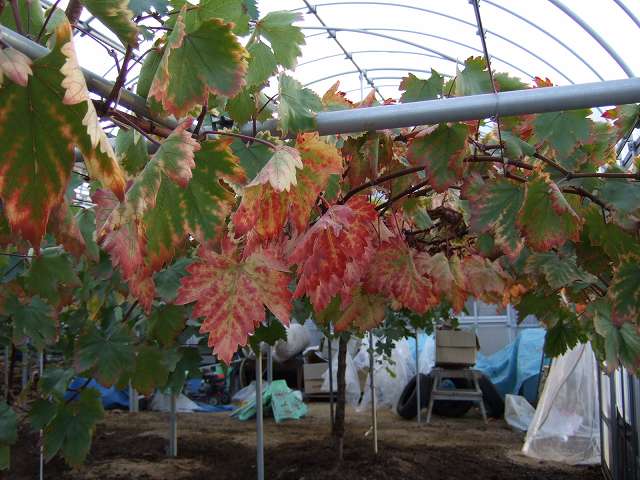 紅葉ベニバラード