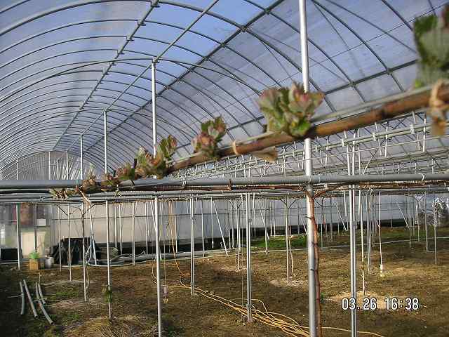 北オーロラブラック0326