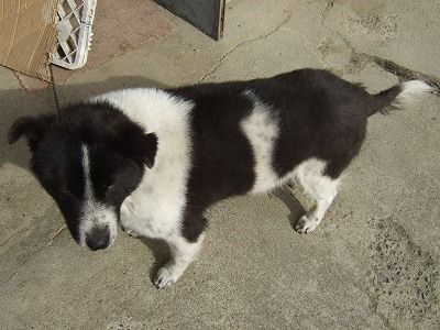 きれいに生えてきたチャーミー