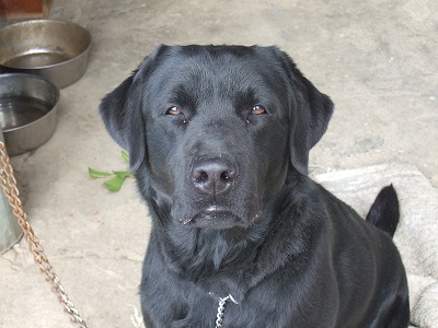 お惚けウォル君