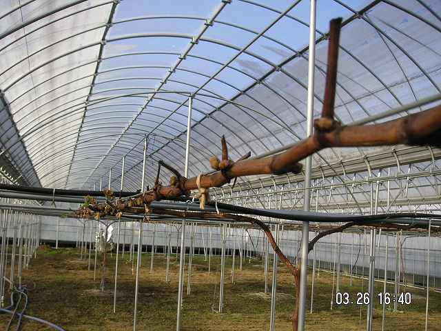 北ピオーネ0326の２